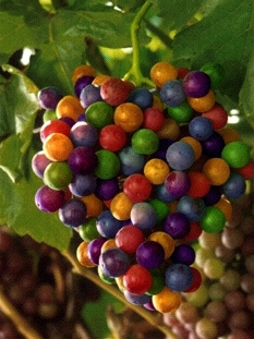 raisin multicolore