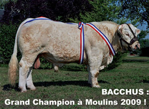 bacchusamoulins