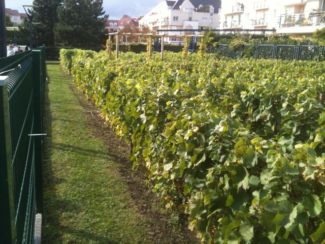 vigne