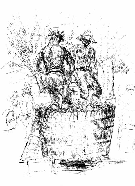 le foulage du raisin