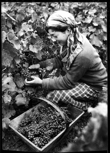 vendangeuse champenoise